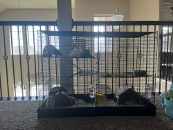 Male rats and enclosure