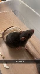 Top Eared Female Rats