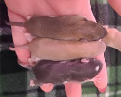 Pet rats for adoption