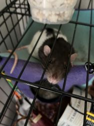 3 Rats for adoption