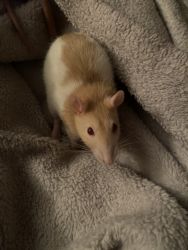 I have two female fancy rats they are between 1-2