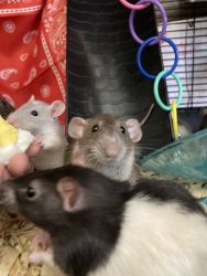 PET RATS AVAILABLE FOR ADOPTION