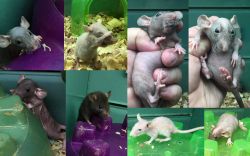 Hairless Rats & Dumbo Pet Rats very friendly