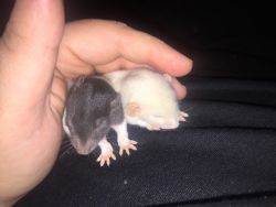 Cuddly Rats
