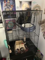 Rat with cage and decor