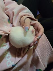 2 month old albino female rat