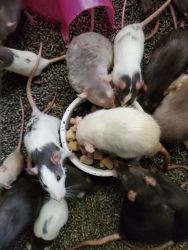 Rats Available