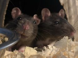 rats to a loving home (not snake food)