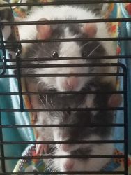 3 male rats