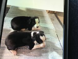 For sale very happy loving rat terrier puppies. Black and white 6 wee.