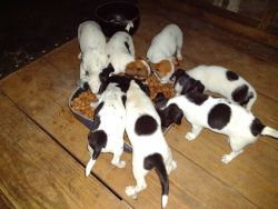 Seven miniature terrier puppies (short hair)