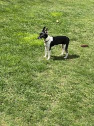 8mo Rat Terrier For Sale