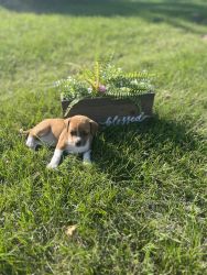 6 Purebred Puppies for Sale