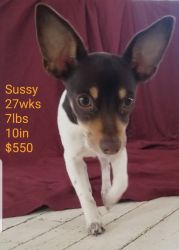 Chihuahuas Rat Terrier mix