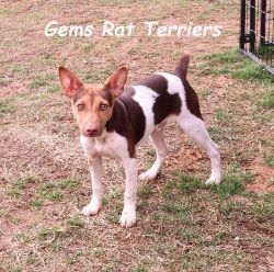 6 month hunting male Rat Terrier