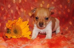Rat Terrier Puppies Available For Re-homing