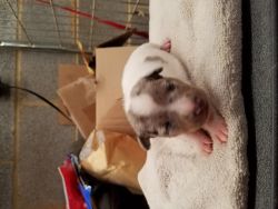 Male Rat Terrier Puppy for Sale