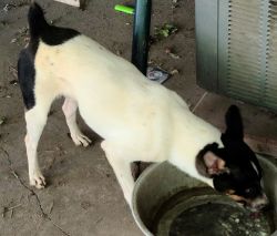 2 year old Male Ratterrier