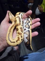 Blood pythons for sale