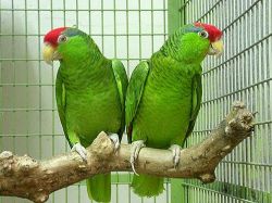 Mexican Red-crowned Parrots for sale.