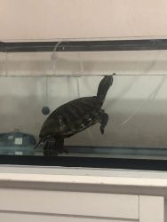 9 inch long red eared slider turtle needs new home