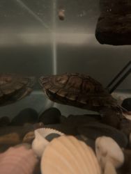 5 year old red eared slider turtle (tank included)
