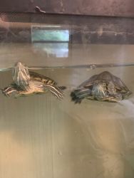 2 turtles for sale