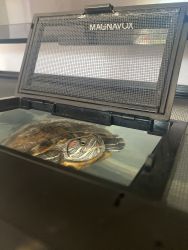 Red eared turtle looking for home