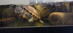 Red-eared slider needs rehome