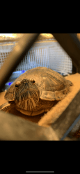 Rehoming Red eared slider turtle