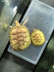 Male and female ALBINO red ear slider pair $590