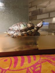 Free red eared slider