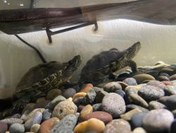 Red eared sliders for sale!!