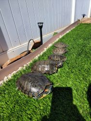 Happy Turtle Family of 5 needs home -3 pond fish too