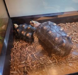 Rehoming both male and female tortoises
