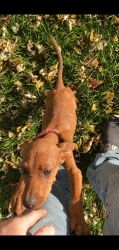 Redbone coonhound pup for sale