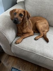 Redbone Coonhound for sale