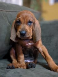 Redbone coonhound pups