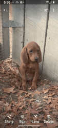 UKC Registered Redbone Puppies for sale $350