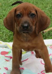 Full AKC Redbone Coonhound Puppies For Sale
