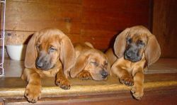 Very Nice Color Redbone Coonhound puppies