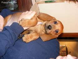 Redbone Coonhound Puppies For Sale