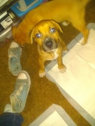 Hound and Blue Nose pit pull for sale