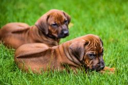 Gorgeous Rhodesian Ridgeback puppies for adoption