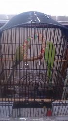 Pair Of Indian Ringneck With New Cage