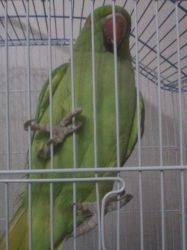 Indian Ring neck Parrot Conure for sale