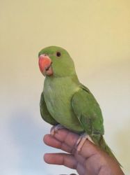 Handreared Super Silly Tame Green Ringneck Parrot