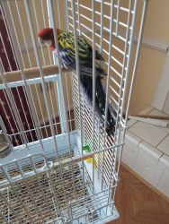Rosella for sale!
