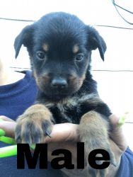 German Rottweiler mix with American Rottweiler Puppies