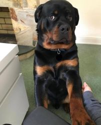 Helsing Rottweiler puppy for Adoptions / sale USA [Dogs] Rottweilers
